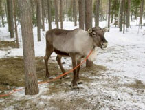 Suomi2002